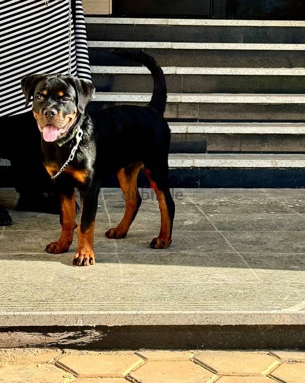 rottweiler champion 4