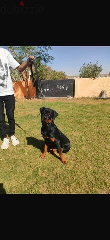 rottweiler champion 5