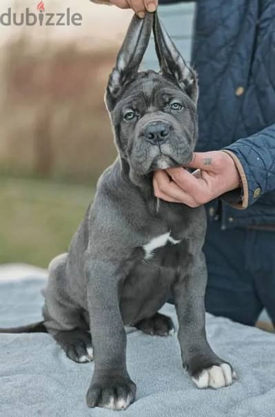 Gorgeous female cane Corso from Russia