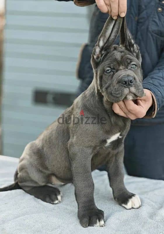 Gorgeous female cane Corso from Russia 1