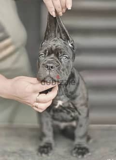 puppy female From the best cane Corso 2023 from Russia 0