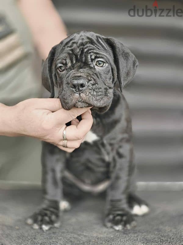 puppy female From the best cane Corso 2023 from Russia 1