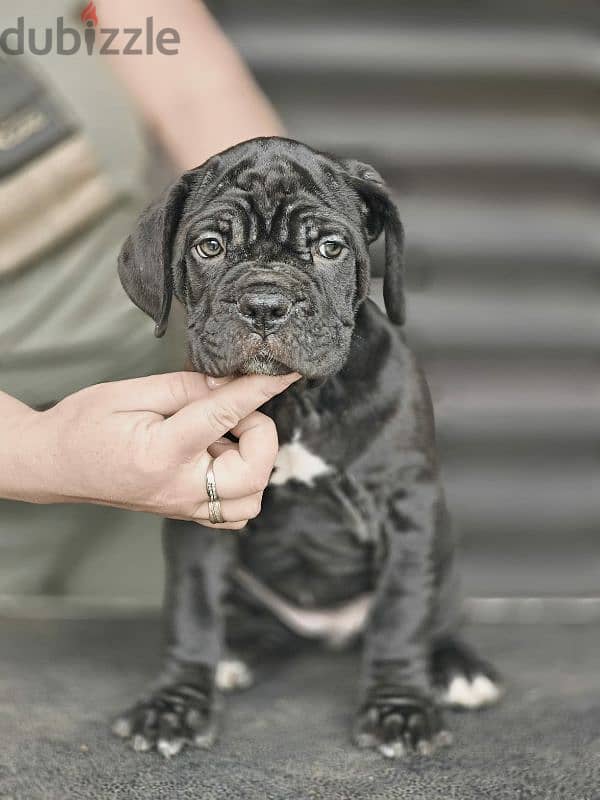 puppy female From the best cane Corso 2023 from Russia 2