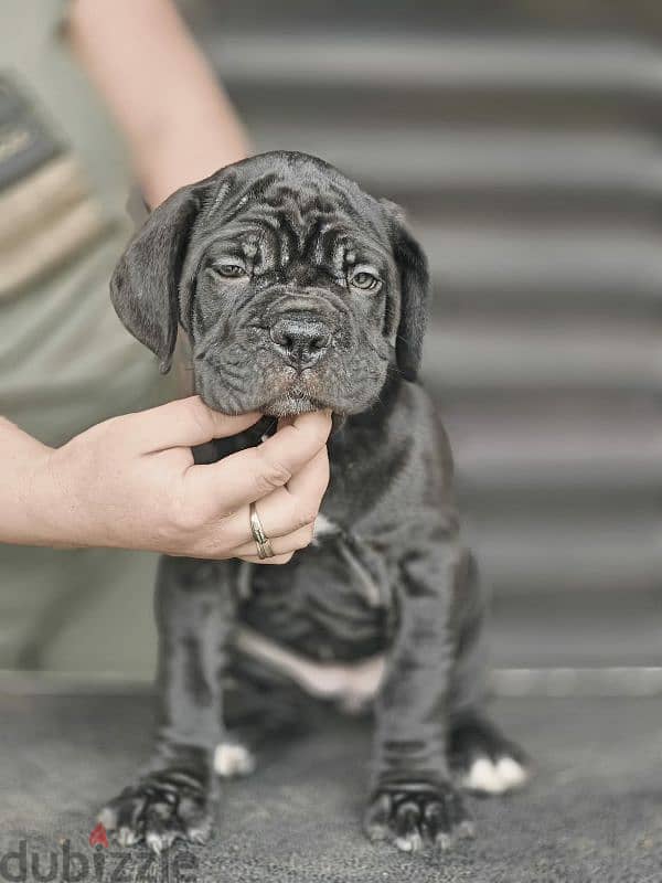 puppy female From the best cane Corso 2023 from Russia 3