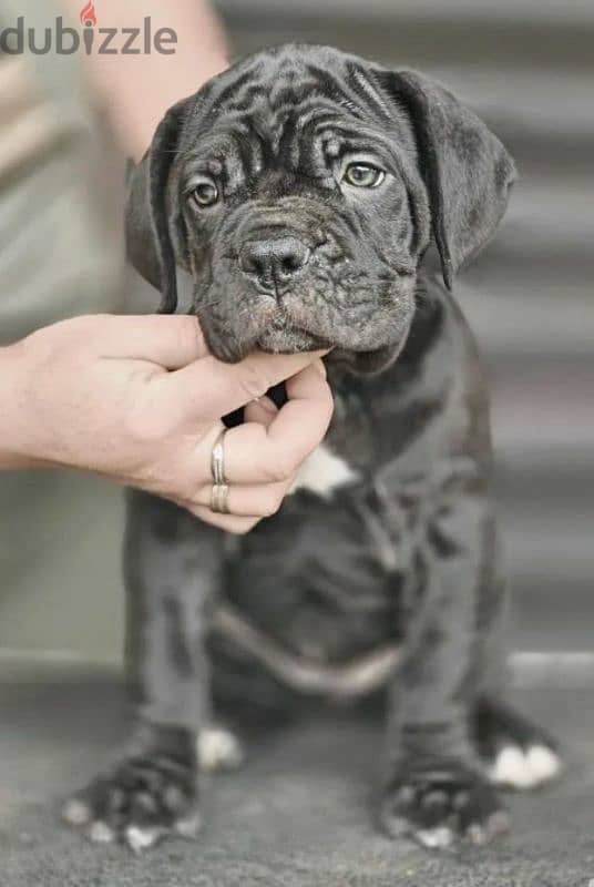 puppy female From the best cane Corso 2023 from Russia 5