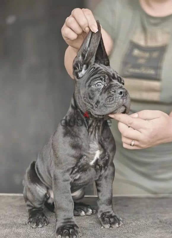 puppy female From the best cane Corso 2023 from Russia 6