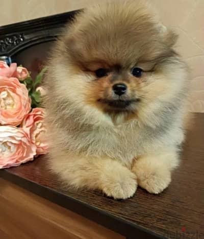 Mini Pomeranian Female From Russia