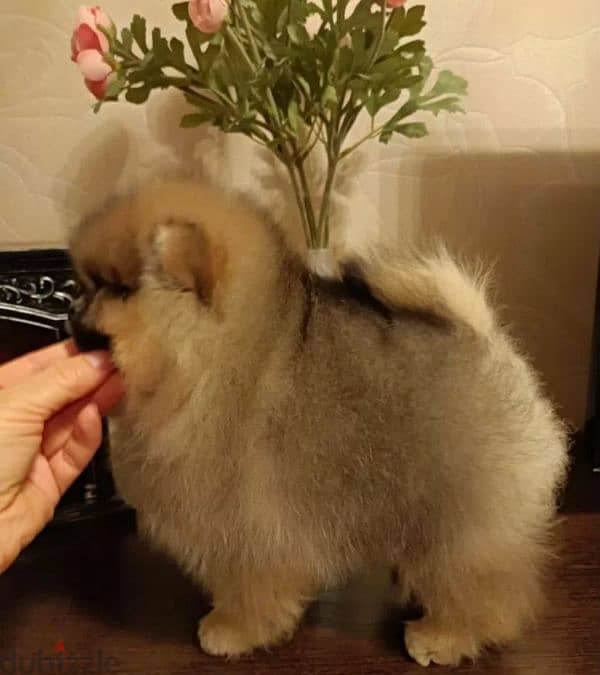 Mini Pomeranian Female From Russia 1