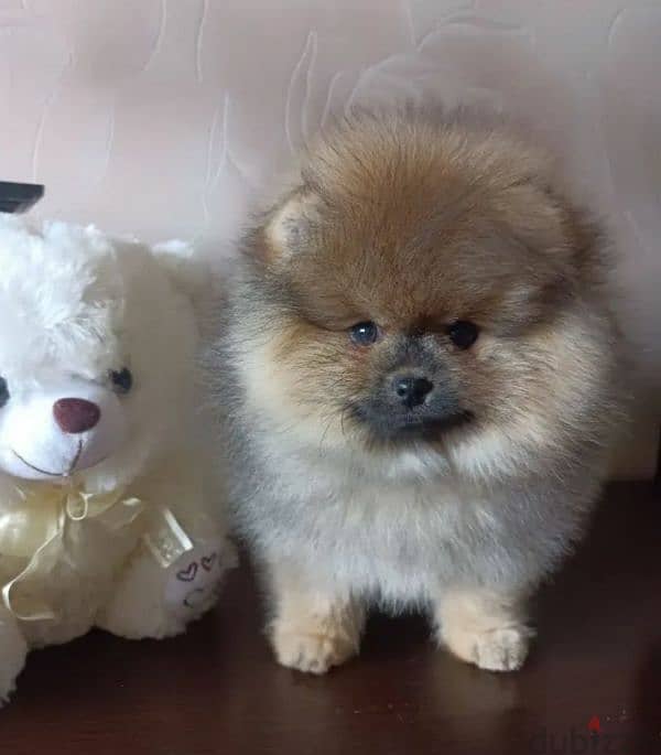 Mini Pomeranian Female From Russia 2