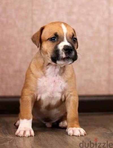 Staffordshire terrier puppy Male from Russia