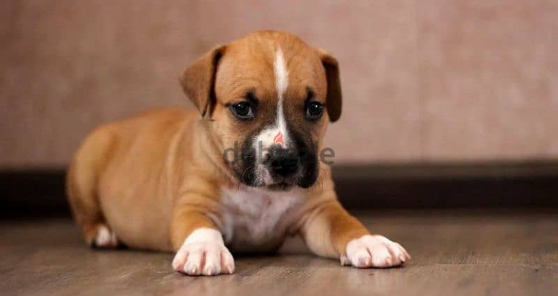 Staffordshire terrier puppy Male from Russia 2