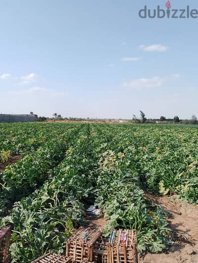 مزرعه للبيع ٢٢ فدان