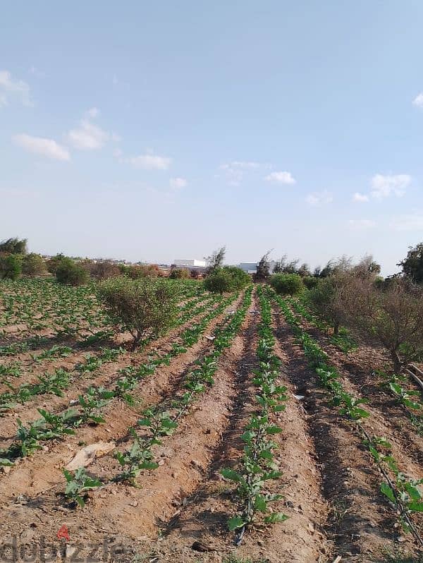 مزرعه للبيع ٢٢ فدان 1