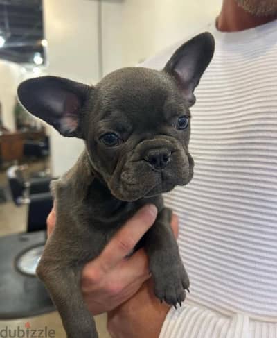 French bulldog puppies فرنش بولدوج