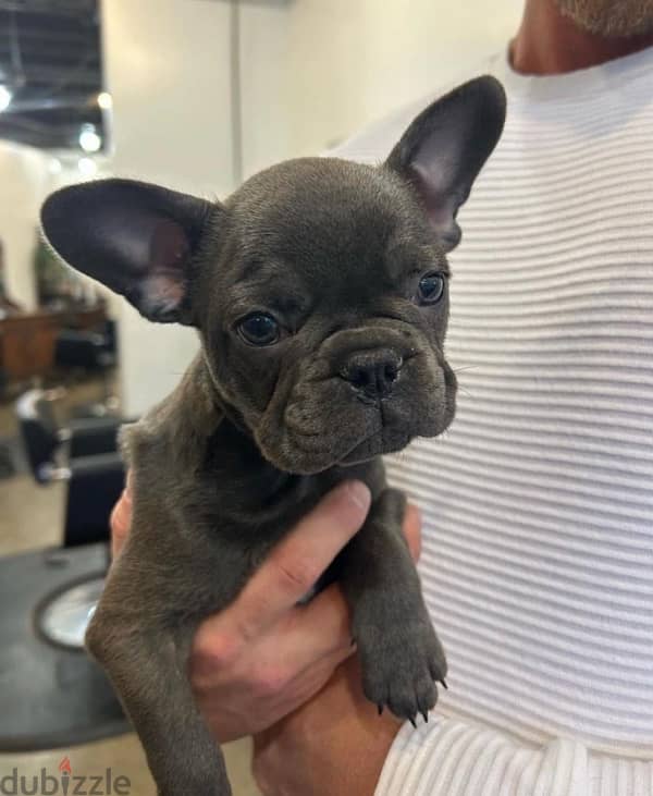 French bulldog puppies فرنش بولدوج 0