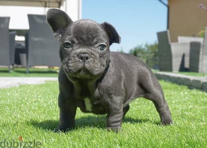 french bulldog puppies اجمل جراء فرنش بولدوج