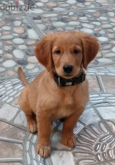 Golden retriever puppy