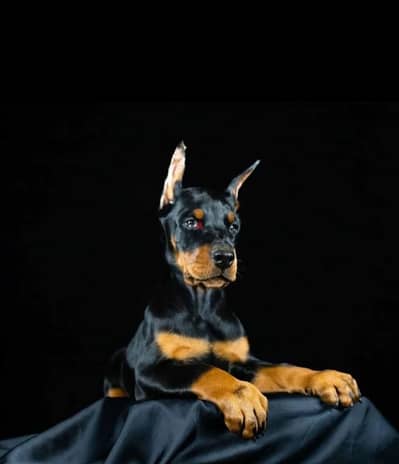 Cool Doberman puppy Male from Russia