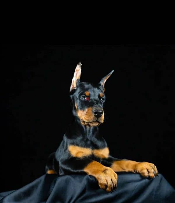 Cool Doberman puppy Male from Russia 0