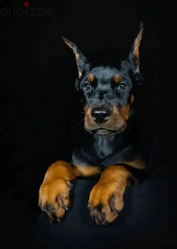 Cool Doberman puppy Male from Russia 1