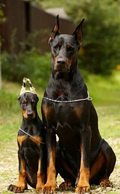 Doberman puppies European from Russia