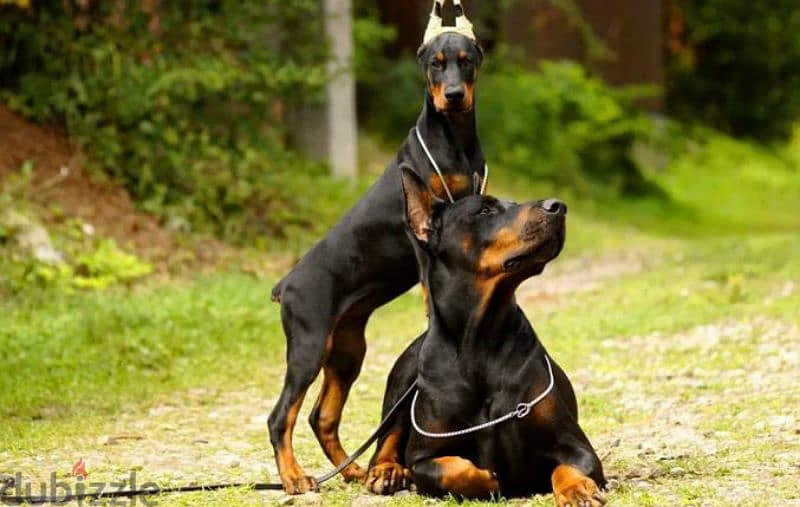 Doberman puppies European from Russia 1