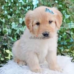 Golden retriever puppies High Quality 0