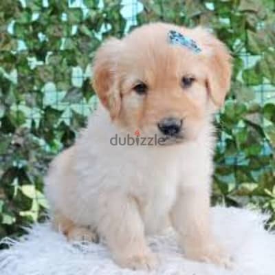 Golden retriever puppies High Quality