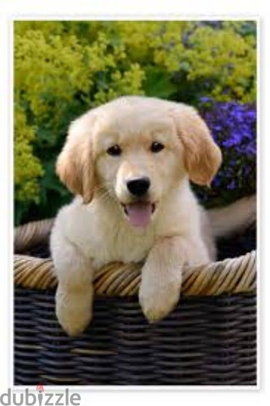 Golden retriever puppies High Quality 1