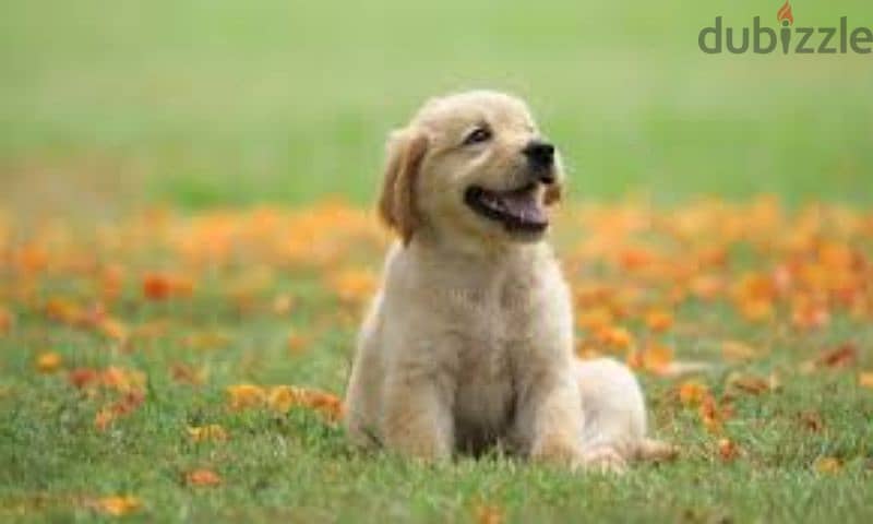 Golden retriever puppies High Quality 2