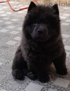 للبيع جرو تشاو تشاو /FOR SALE MALE PUPPY CHOW CHOW 0