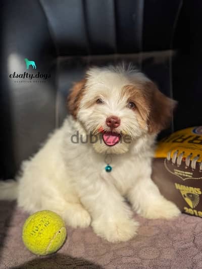 mini havanese ميني هافانيز