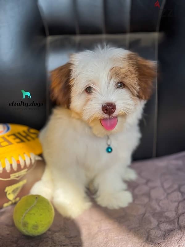 mini havanese ميني هافانيز 1