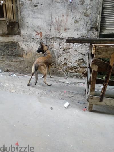 كلب مالينو دريف عالى لعبى جدا مع الاطفال