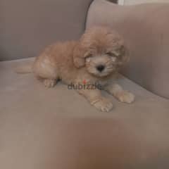 maltipoo 0