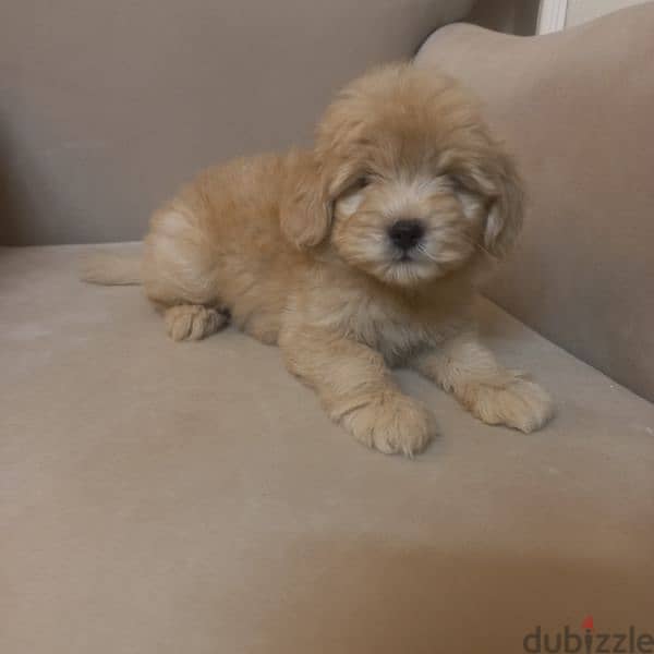 maltipoo & poodle 1