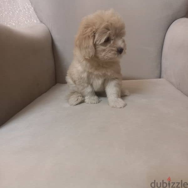 maltipoo & poodle 2