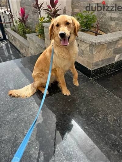 female golden retriever