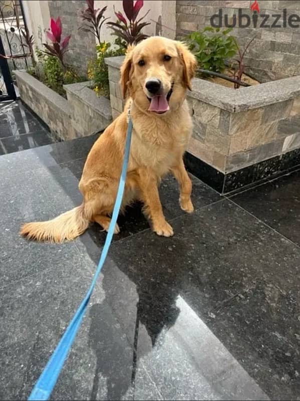 female golden retriever 0