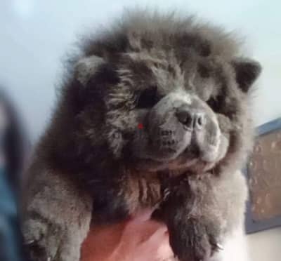 للبيع جرو تشاو تشاو /FOR SALE MALE PUPPY CHOW CHOW