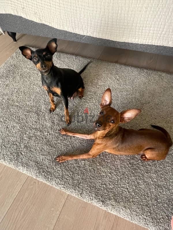 Toy dog (Mini Pinscher) 3