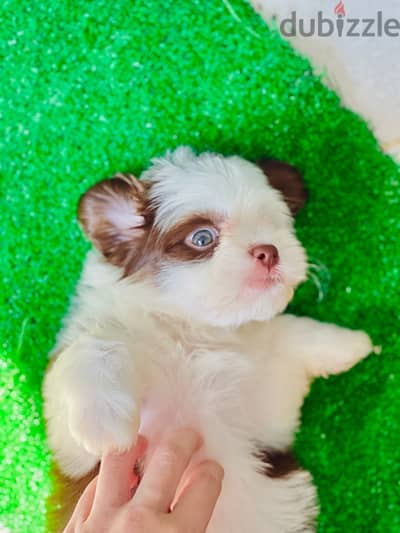 Male&female havanese