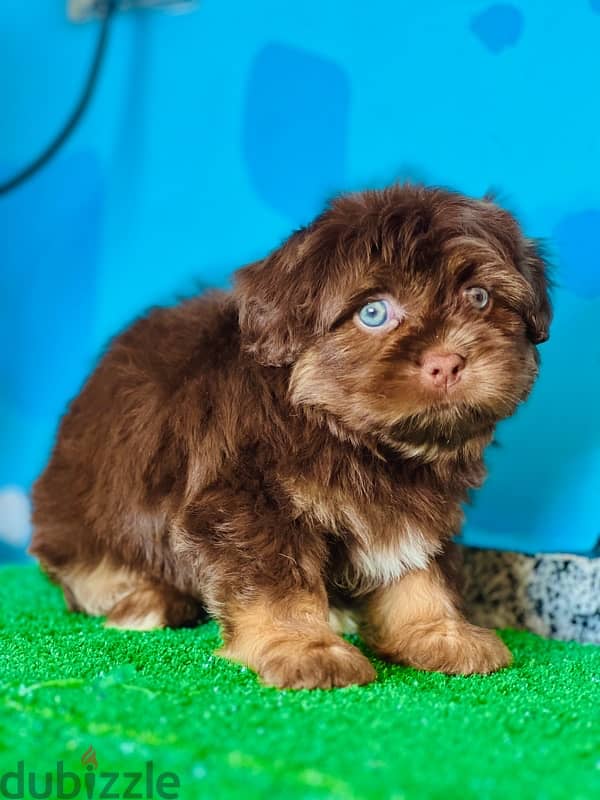 Male&female havanese 4