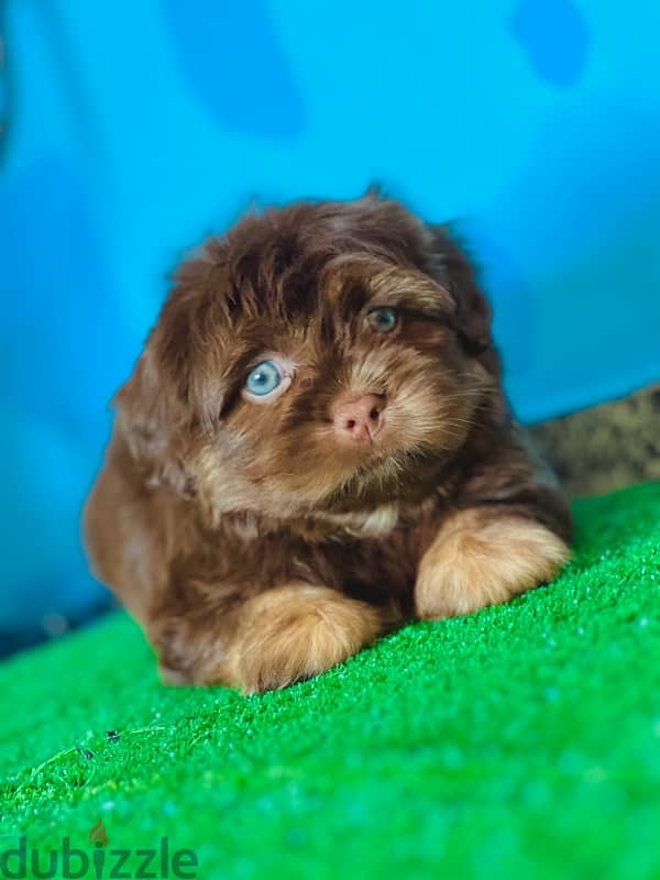 Male&female havanese 5