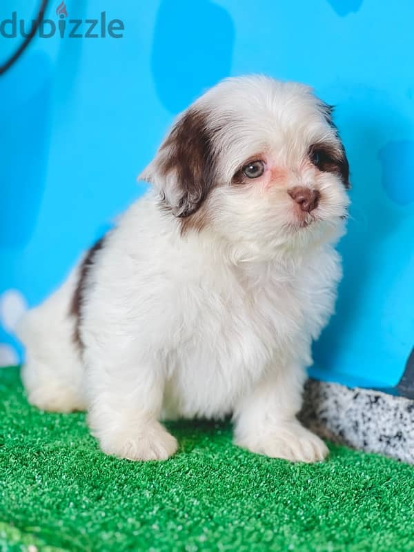 Male&female havanese 6