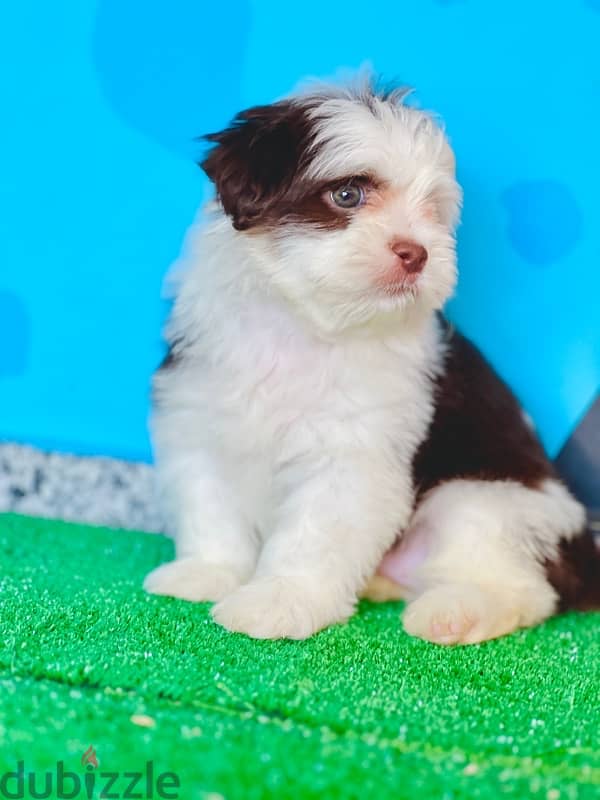 Male&female havanese 7