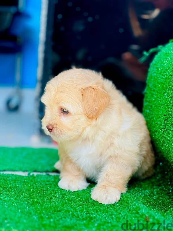 Male&female havanese 8