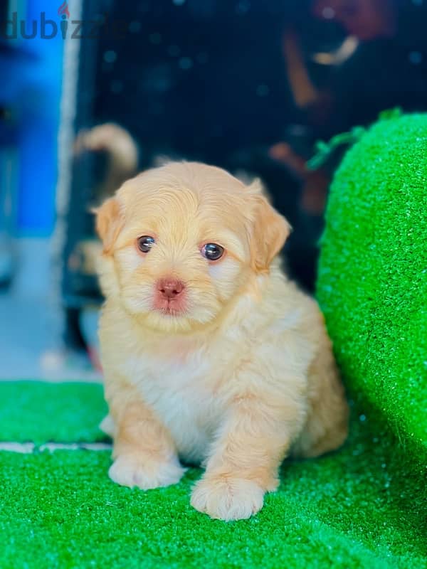 Male&female havanese 9