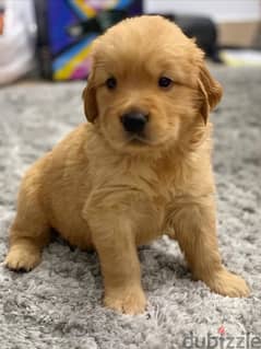 golden retriver puppies جراوي جولدن 0