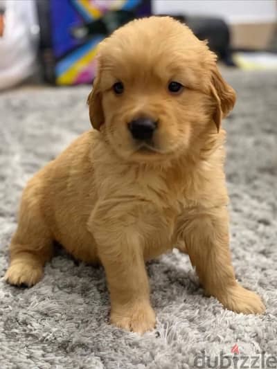 golden retriver puppies جراوي جولدن